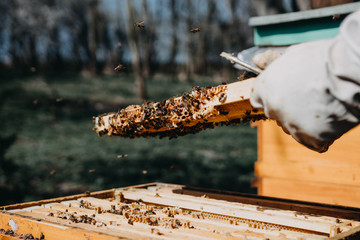 The beekeeper holds a honey cell with bees in his hands. Apiculture. Apiary