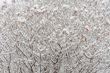 Brown lilac branches covered with white fluffy snow are in winter day
