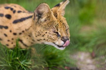 A Portrait of a Serval savannah cat sitting in the green grass with closed eyes and licking his nose. Black dotted beige brown big wild cat.