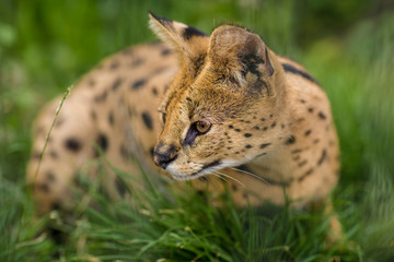A Portrait of a Serval savannah cat sitting in the green grass and looking to the left. Black dotted beige brown big wild cat