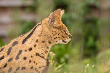 A side view of a Serval cat sitting in the green grass and looking to the right. Black dotted beige brown big wild cat