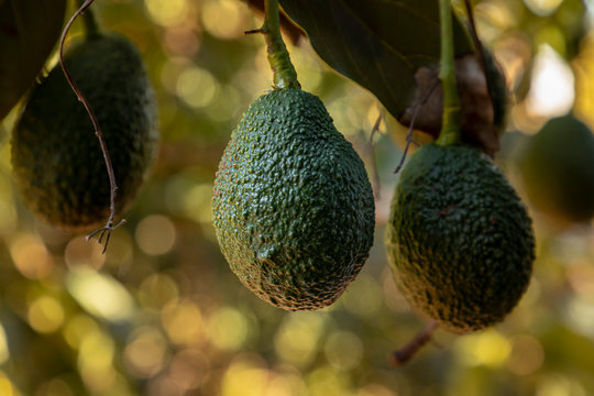 California Avocado Grove, Branch With Fruit Close Up Macro In San Diego Southern California 