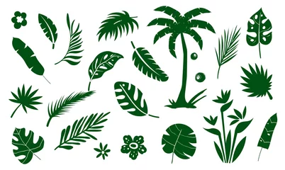 Fototapete Tropische Blätter Flache Ikone der Palmensammlung.