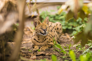 A Portrait of a beautiful Serval cat with closed eyes and showing his teeth, laying on the ground surrounded by branches and greenery. Black dotted beige brown big wild cat
