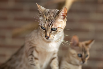 Two small beautiful Savannah kitten cats serval hybrids on a brown background. Very blue bright eyes