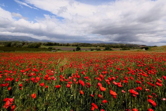 CALABRIA  
Campo di papaveri  , Altomonte .