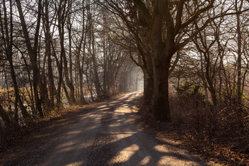 Path with trees and long shadows and light at the end of the path on a sunny cold winter day in De Peel, Noord-Brabant and Limburg the Neterlands creating a mystic scenery