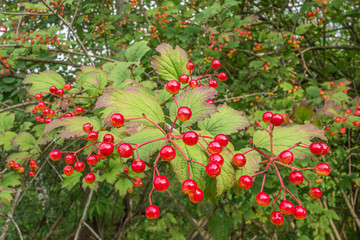 bunch of viburnum berries on a bush close up.