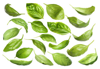 Set with fresh green basil leaves on white background