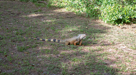 Fototapeta premium Iguana