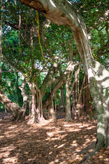 Fototapeta premium arboles parque Greynolds