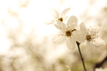 Closeup view of blossoming tree outdoors on spring day