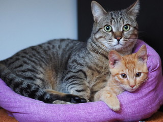 Gatti, amicizia, amore