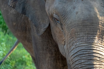 Close look into the elephant's eye, frontal view of large elephant in his natural environment, Udawalawe National Park, Sri Lanka