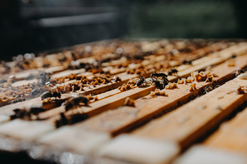 Bees in honeycomb, garden home