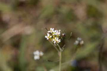 Flower of a mouse-ear cress, Arabidopsis thaliana.