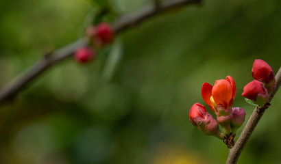 Macro of bright red spring flowering Japanese quince (Chaenomeles japonica) on blurred green background. Selective focus of flowering quince. Interesting nature concept for design. Place for your text