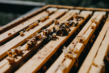 Bees in honeycomb, garden home