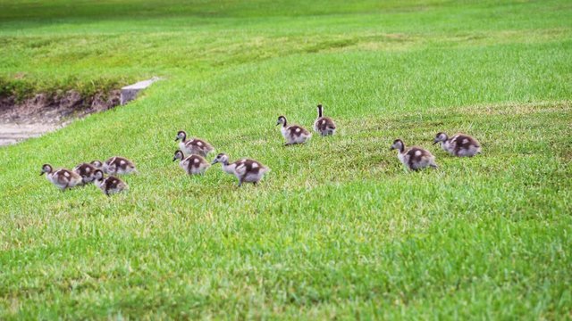 Egyptian goose (Alopochen aegyptiaca) goslings running across grass - Davie, Florida, USA
