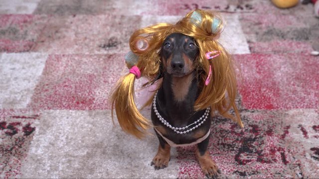 dachshund in a funny wig, curlers and a women dress runs up, barks and looks up