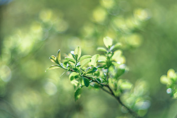 Fototapeta premium green leaves on the tree