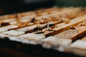 Bees in honeycomb, garden home