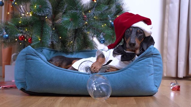 cute dog dachshund in santa hat after party in the office lies in bed with hangover looks around in bewilderment against the background of the christmas tree.