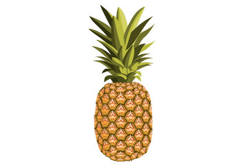 Pineapple detailed illustration. Whole fruit close up, isolated on a white background. Vector.