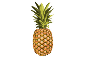 Pineapple detailed illustration. Whole fruit close up, isolated on a white background.