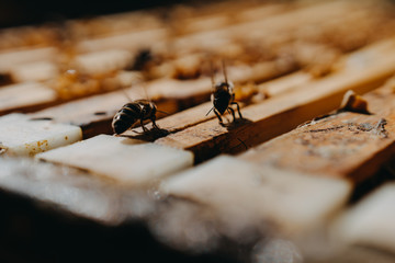 Bees in honeycomb, garden home