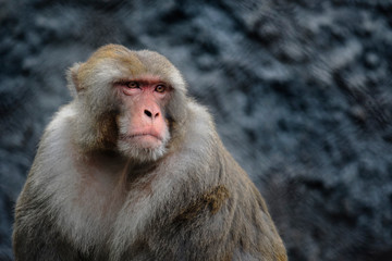 close up of a young baboon leader looking outside the cage