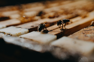 Bees in honeycomb, garden home
