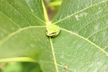 Tree Frog on Fig Leaf