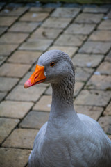 Gans