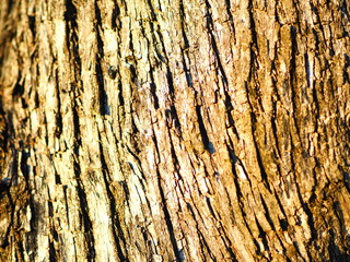 corteccia
