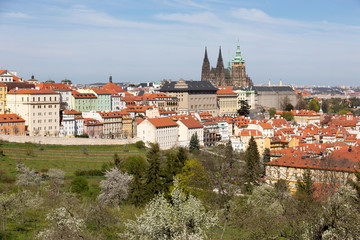 Obraz premium Spring Prague City with gothic Castle and the green Nature and flowering Trees from the Hill Petrin, Czech Republic