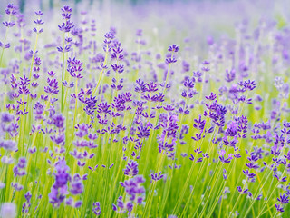 Violet lavender field blooming in summer sunlight. Sea of Lilac Flowers landscape in Provence, France. Bunch of scented flowers of the French Provence . Aromatherapy. Nature Cosmetics. Gardening