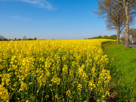 Rapsfeld am Niederrhein