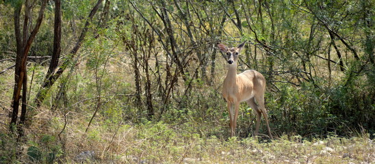 Whitetail doe