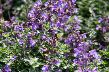A single bee is gathering nectar from a bush with purple flowers on a late summer day in Sweden