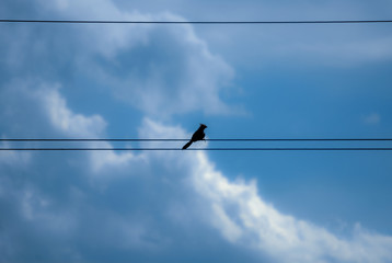 birds on a wire