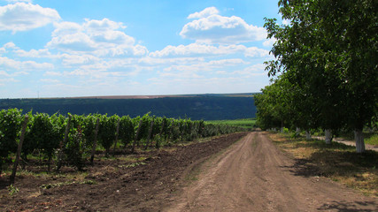 vineyard in the field, rows of grapes, blue sky with white clouds. dirt road along the vineyard