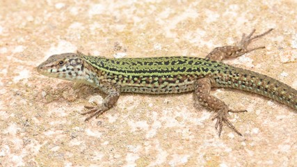 Podarcis pityusensis. 