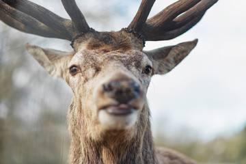 Close-up of head of red deer stag looking towards camera.