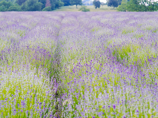 Violet lavender field blooming in summer sunlight. Sea of Lilac Flowers landscape in Provence, France. Bunch of scented flowers of the French Provence . Aromatherapy. Nature Cosmetics. Gardening