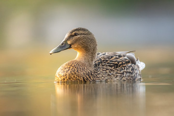 Female mallard duck. Portrait of a duck with reflection in clean lake water causing ripples on water near shore.