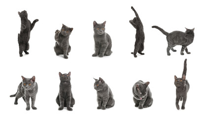 Collage of British shorthair cat on white background. Lovely pet