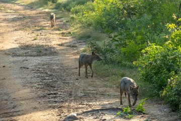A group of wild jackals hunting for food during sunny morning