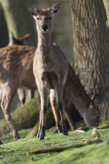 Alert doe at edge of sunny forest looking towards camera.