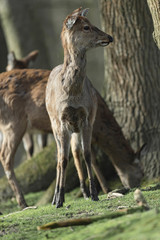 Red deer doe at edge of sunny forest looking away.